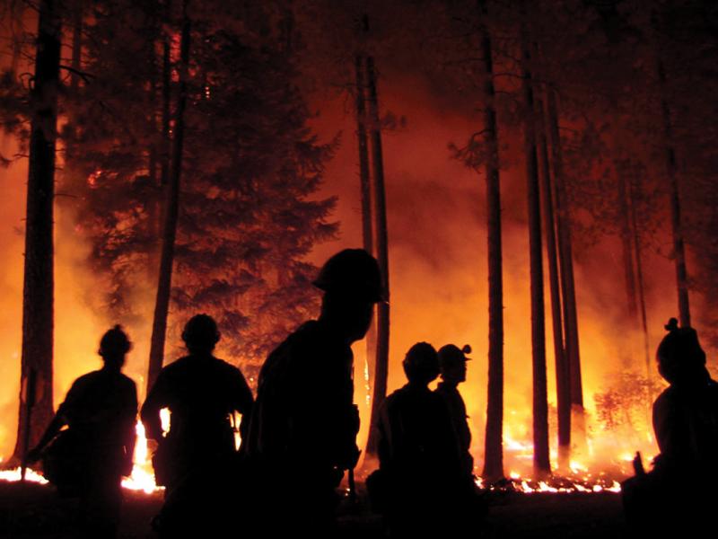 Forest fire
